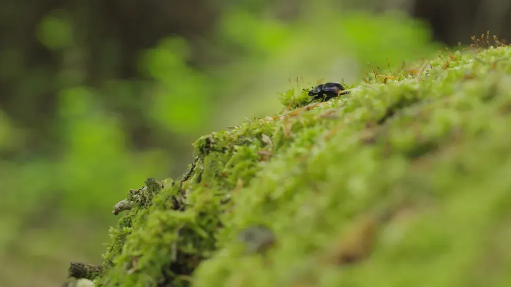 Vorschaubild: Themenseite Biodiversität